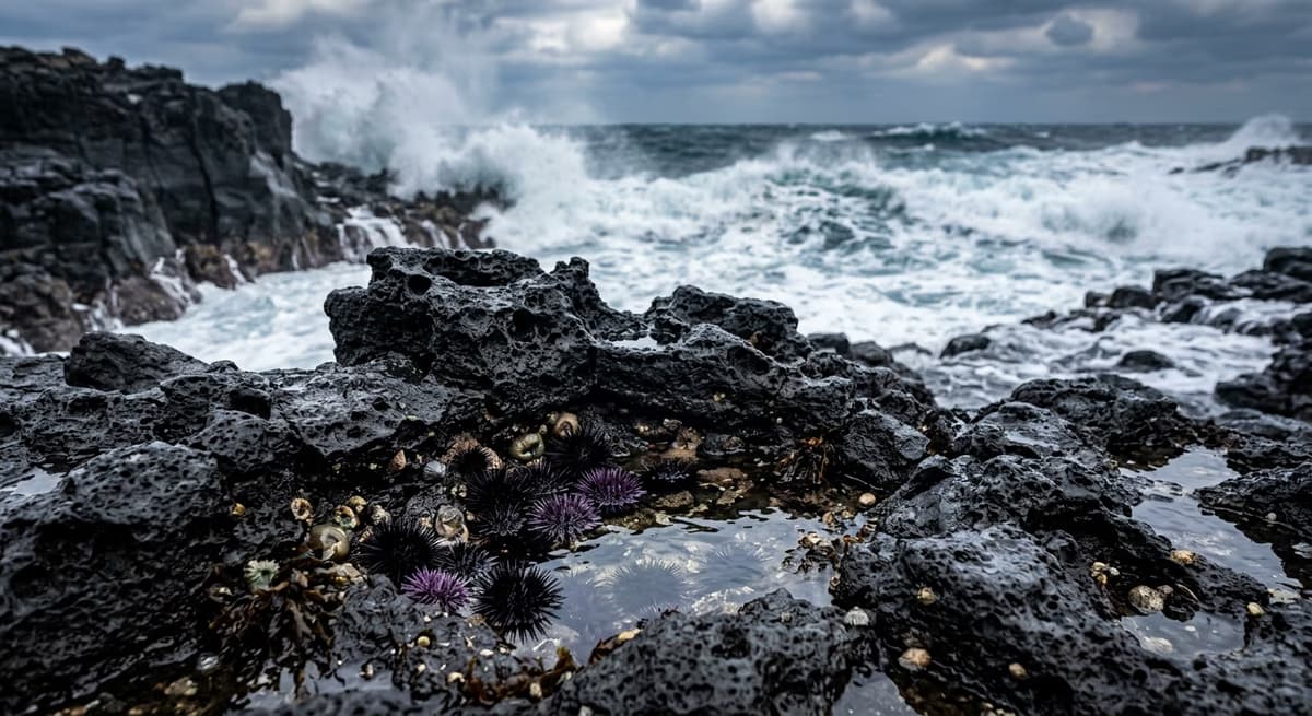 제주 현무암 조수웅덩이와 해양 생태